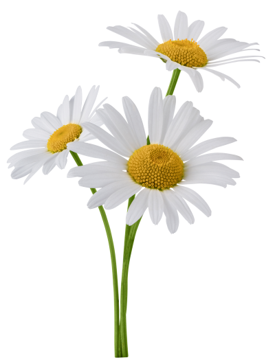 مخطوطة مخطوطات 