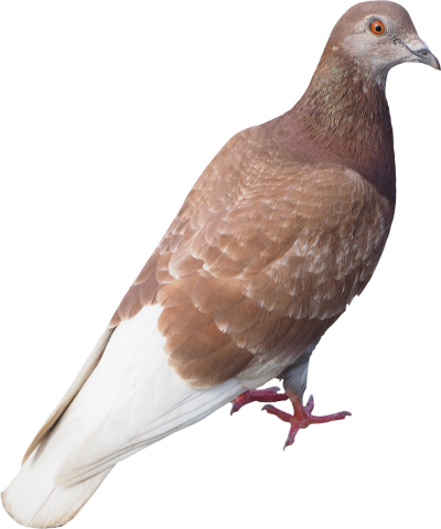 مخطوطة مخطوطات 