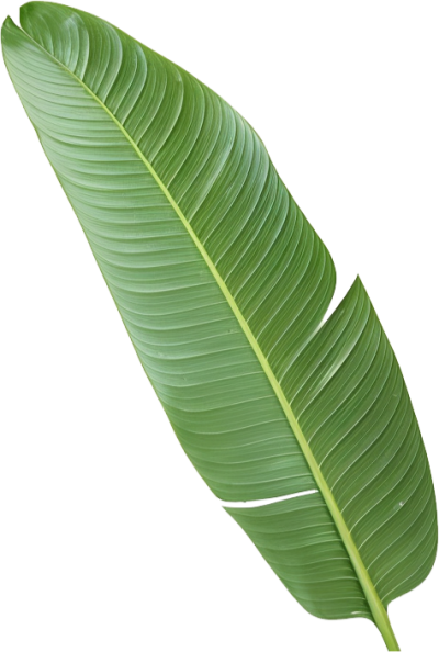 مخطوطة مخطوطات 