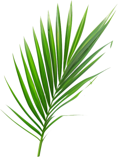 مخطوطة مخطوطات 