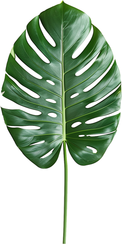 مخطوطة مخطوطات 