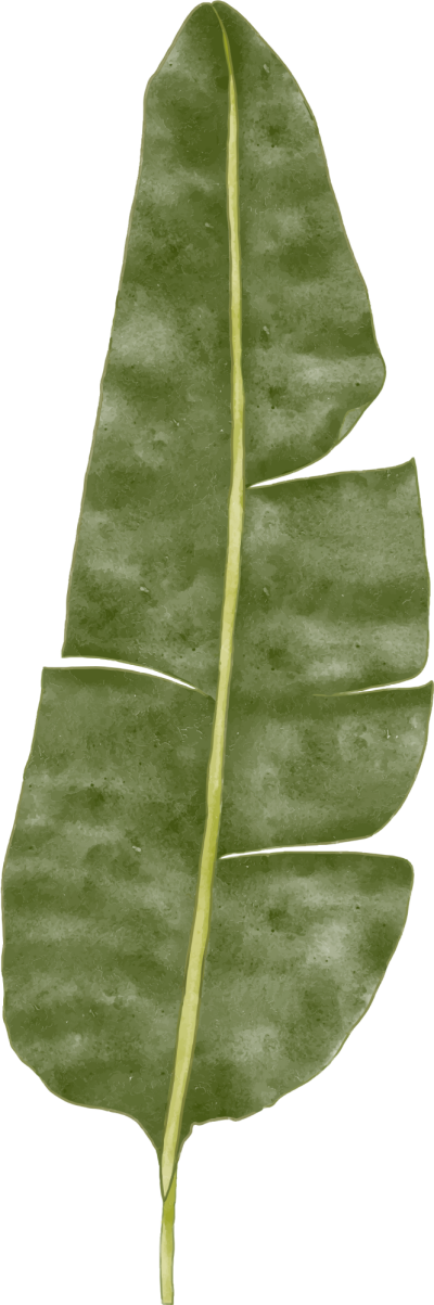 مخطوطة مخطوطات 